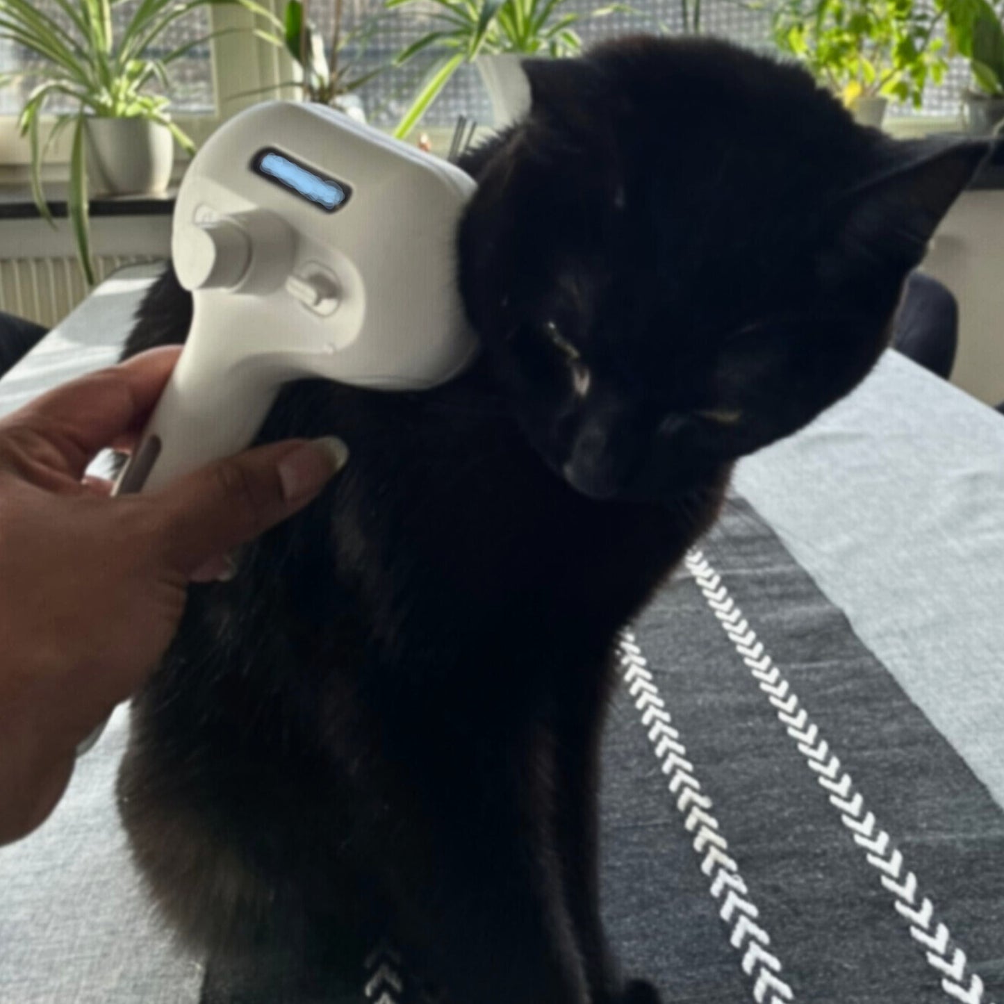 Ångborste – Lyxig pälsvård med lugnande mist och massage