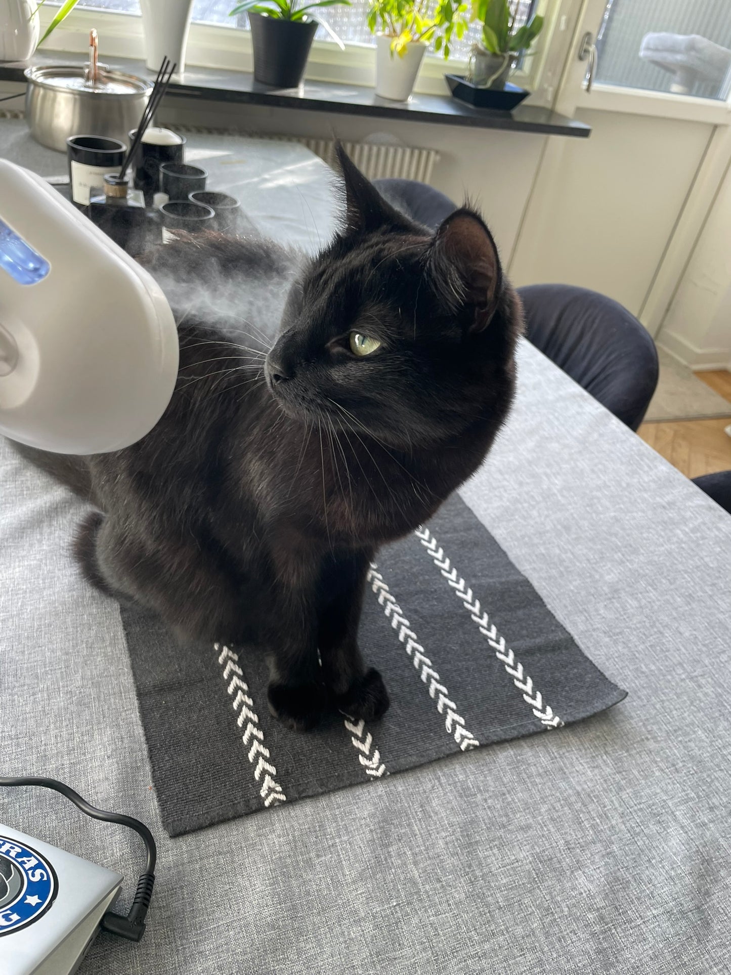 Ångborste – Lyxig pälsvård med lugnande mist och massage